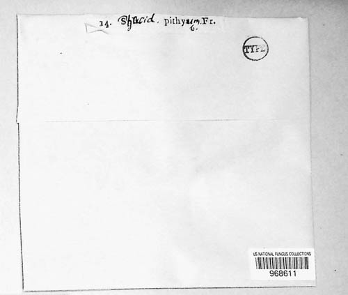 Tympanis pithya image
